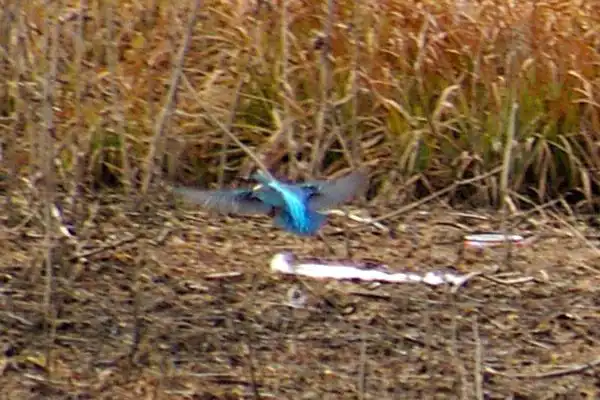 奈良吉野・津風呂湖のカワセミの野鳥写真画像