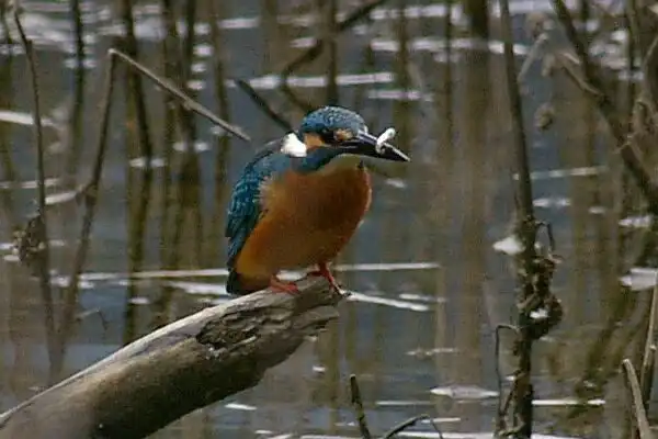 奈良吉野・津風呂湖のカワセミの野鳥写真画像