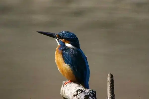 奈良吉野・津風呂湖のカワセミの野鳥写真画像