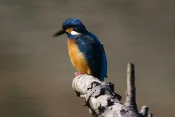 奈良吉野・津風呂湖のカワセミの野鳥写真画像