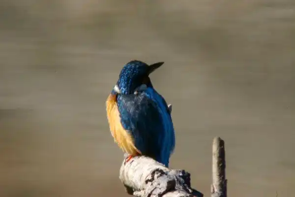 奈良吉野・津風呂湖のカワセミの野鳥写真画像