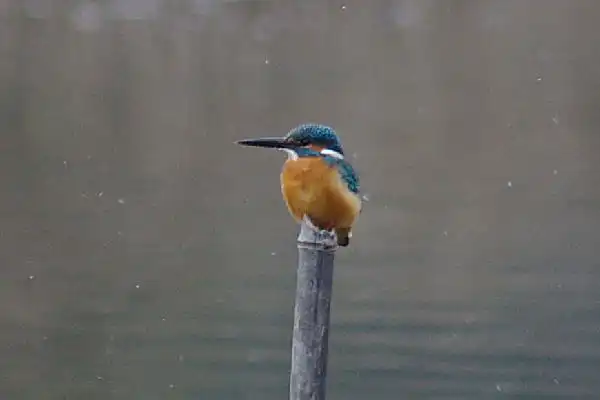 奈良吉野・津風呂湖のカワセミの野鳥写真画像