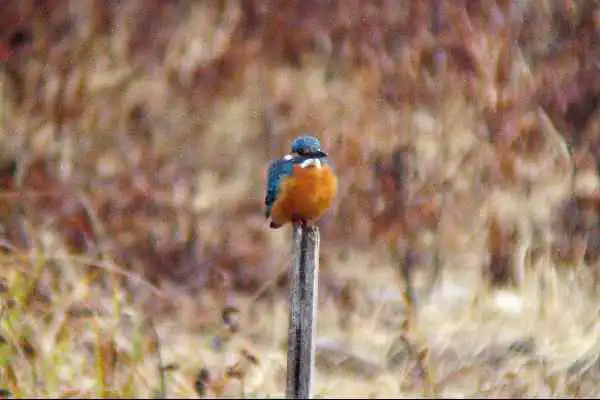 奈良吉野・津風呂湖のカワセミの野鳥写真画像