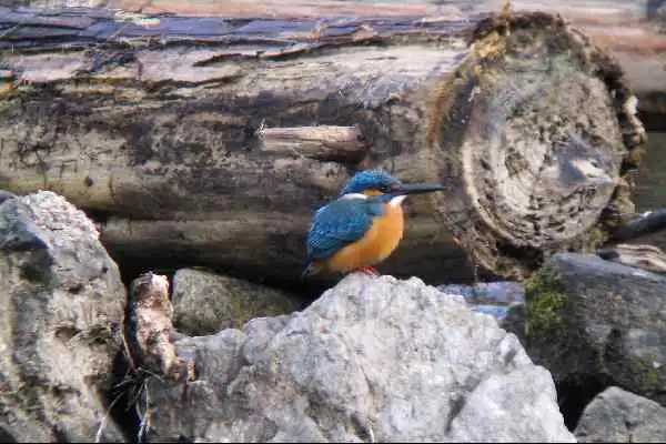 奈良吉野・津風呂湖のカワセミの野鳥写真画像