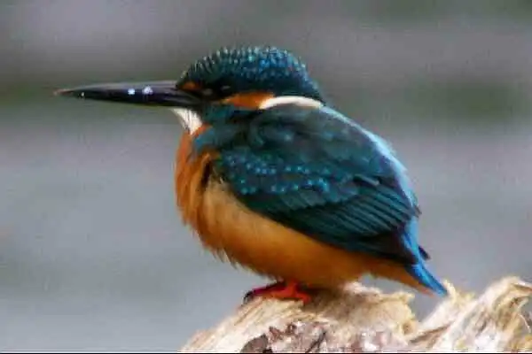 奈良吉野・津風呂湖のカワセミの野鳥写真画像