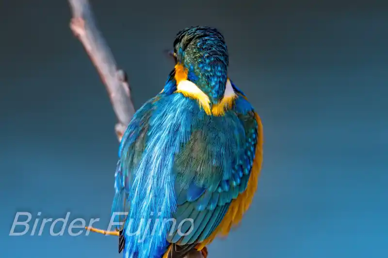 画像/野鳥写真/カワセミドアップ