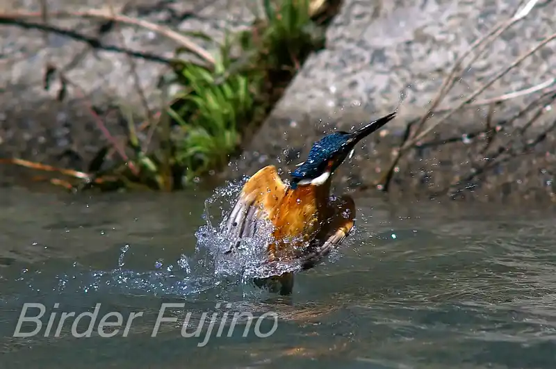 画像/野鳥写真/カワセミドアップ