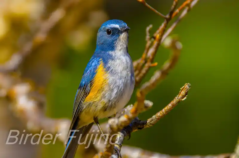 画像/野鳥写真/ルリビタキ