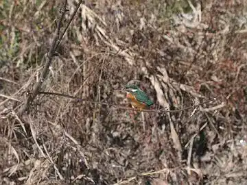 BORG45EDⅡで撮影したカワセミの写真画像