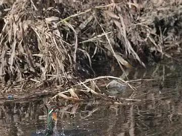 BORG45EDⅡで撮影したカワセミの飛翔写真画像(トビモノ)