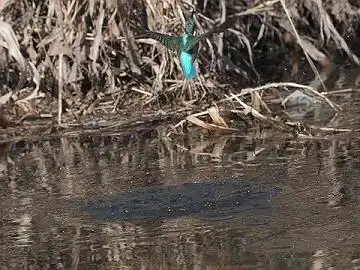 BORG45EDⅡで撮影したカワセミの飛翔写真画像(トビモノ)