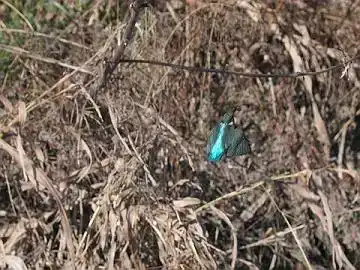 BORG45EDⅡで撮影したカワセミの飛翔写真画像(トビモノ)