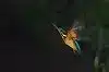 BORG101EDで撮影したカワセミの飛翔写真画像(トビモノ)