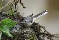 AFボーグ BORG125SDで撮影した野鳥・セキレイの写真画像