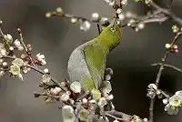 AFボーグ BORG101EDで撮影した野鳥・メジロの写真画像
