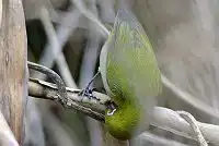 AFボーグ BORG101EDで撮影した野鳥・メジロの写真画像