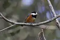 BORG101EDで撮影した野鳥・ヤマガラの写真画像