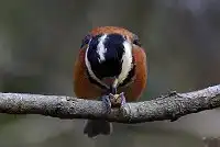 BORG101EDで撮影した野鳥・ヤマガラの写真画像