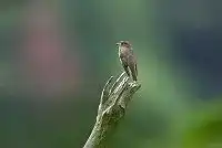 BORG125SDで撮影した野鳥・エゾビタキの写真画像