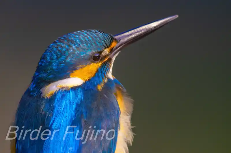 AFボーグ BORG90FLで撮影したカワセミのドアップ写真画像