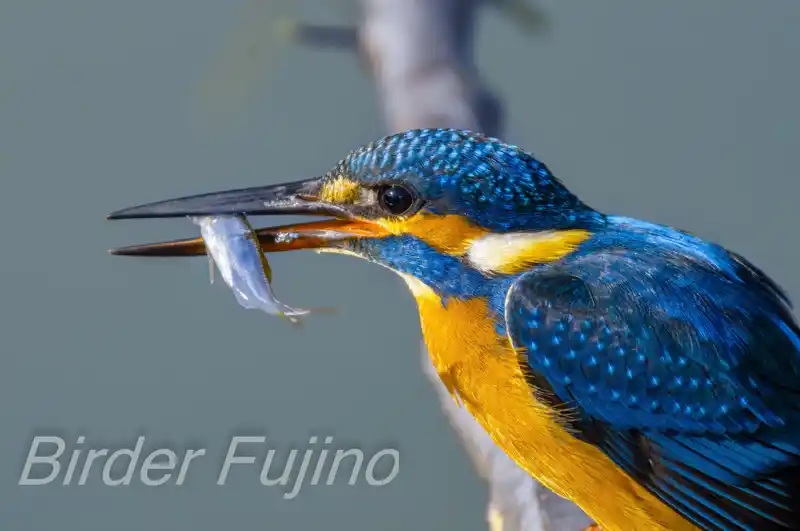 BORG89EDで撮影したカワセミのドアップ写真画像