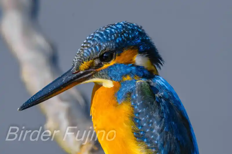 BORG89EDで撮影したカワセミのドアップ写真画像