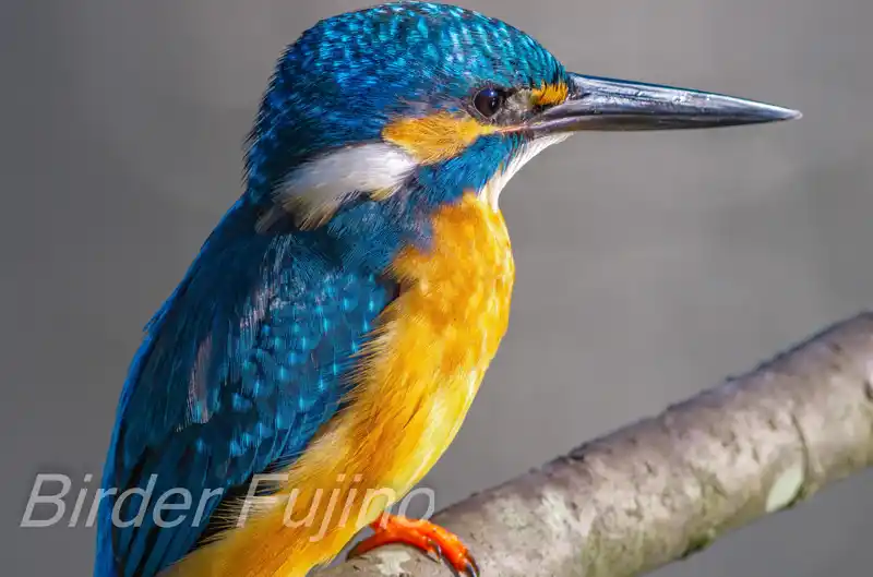 BORG125SDで撮影したカワセミのドアップ写真画像