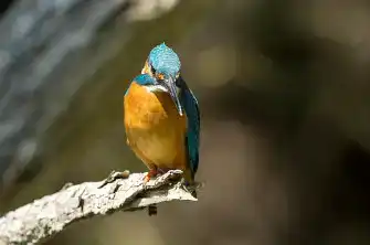 BORG89FLで撮影したカワセミの写真画像