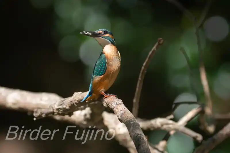 AFボーグ BORG90FLで撮影したカワセミの写真画像