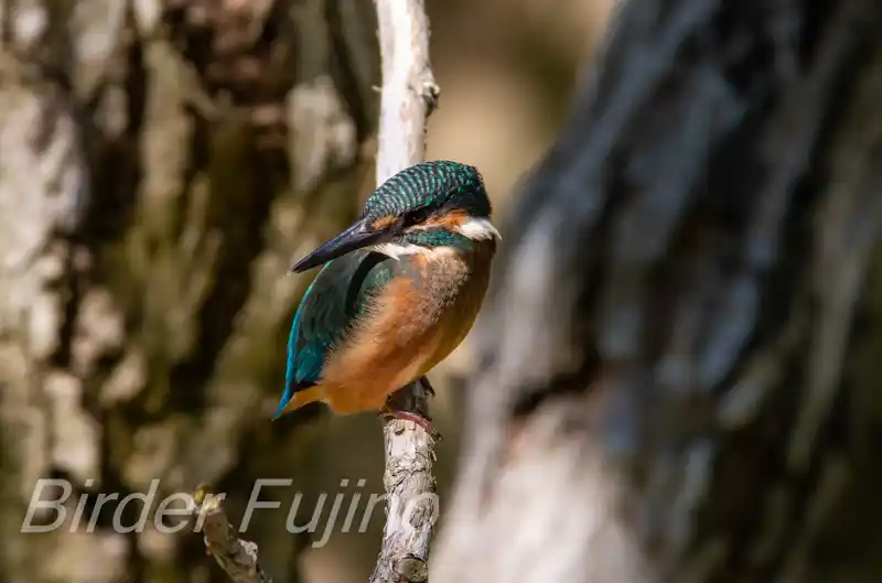 AFボーグ BORG71FLで撮影したカワセミの写真画像