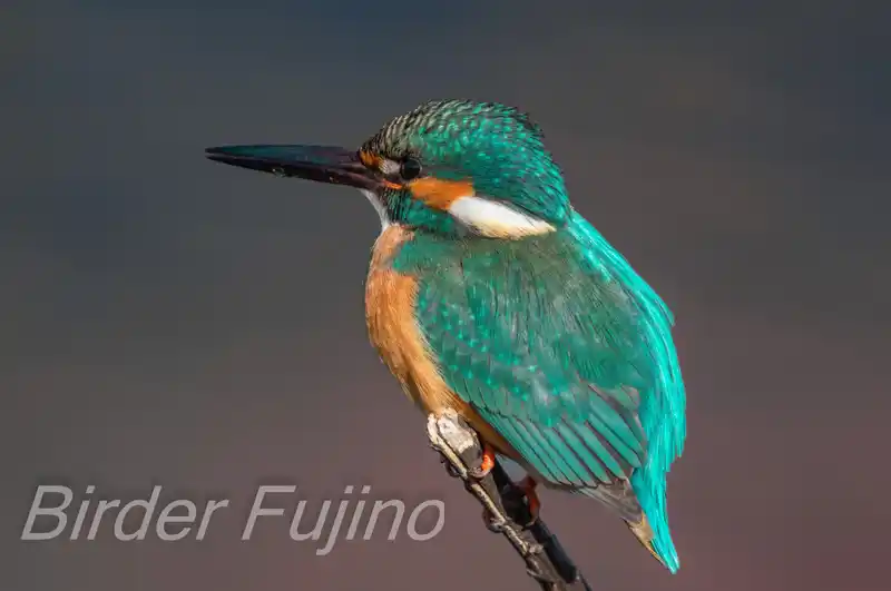 AFボーグ BORG90FLで撮影したカワセミの写真画像