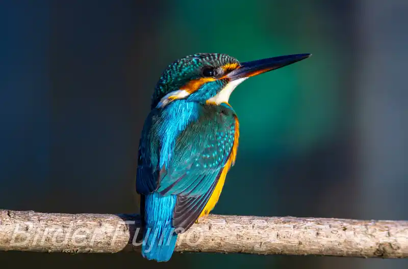 AFボーグ BORG60EDで撮影したカワセミの写真画像