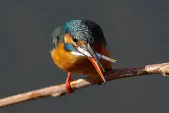 BORG125SDで撮影したカワセミの写真画像