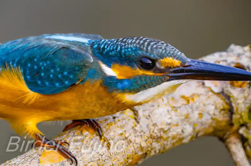 BORG125SDで撮影したカワセミの写真画像