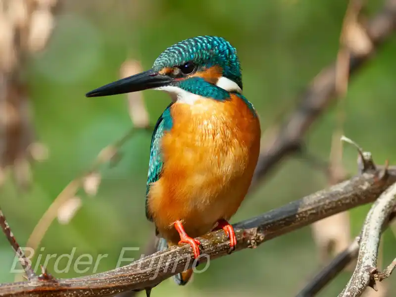 BORG125SDで撮影したカワセミの写真画像