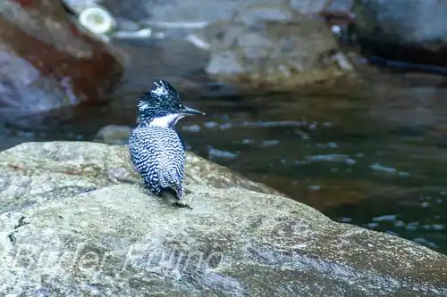 borg101ed/画像・ヤマセミ写真