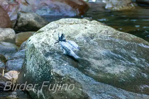 borg101ed/画像・ヤマセミ写真