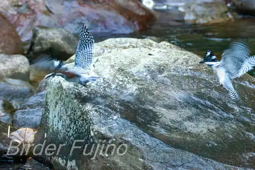 borg101ed/画像・ヤマセミ写真