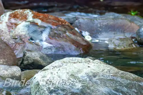 borg101ed/画像・ヤマセミ写真