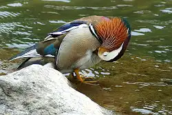 borg101ed/画像・オシドリの写真