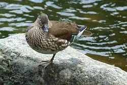 borg101ed/画像・オシドリの写真