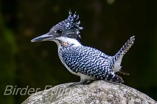 borg101ed/画像・ヤマセミ写真