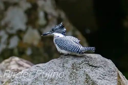 borg101ed/画像・ヤマセミ写真