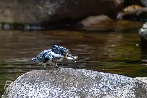 borg101ed/画像・ヤマセミ写真