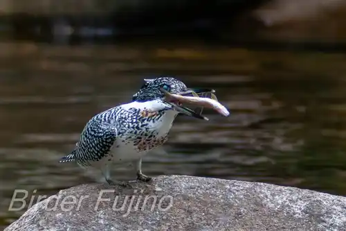 borg101ed/画像・ヤマセミ写真