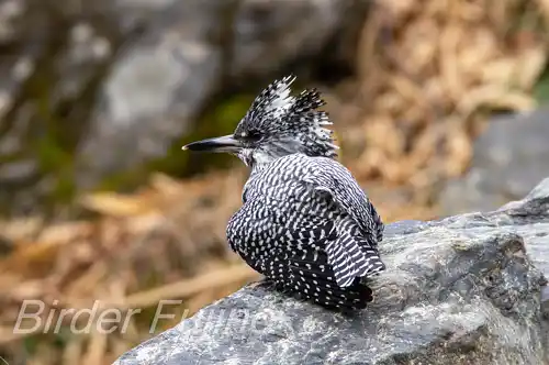 AFボーグ BORG71FLで撮影したヤマセミの写真画像