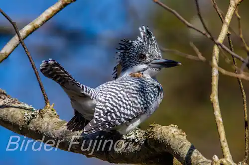 AFボーグ BORG90FLで撮影したヤマセミドアップ写真画像