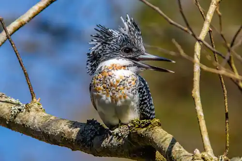 AFボーグ BORG90FLで撮影したヤマセミドアップ写真画像