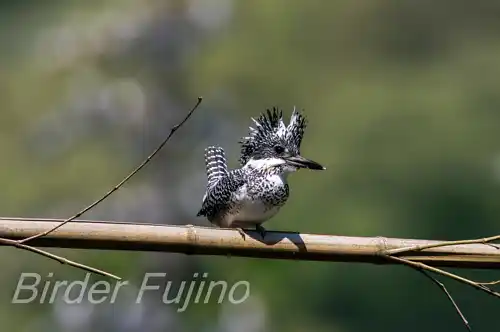 AFボーグ BORG90FLで撮影したヤマセミの写真画像