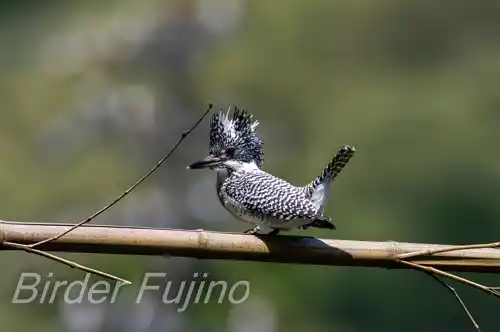 AFボーグ BORG90FLで撮影したヤマセミの写真画像